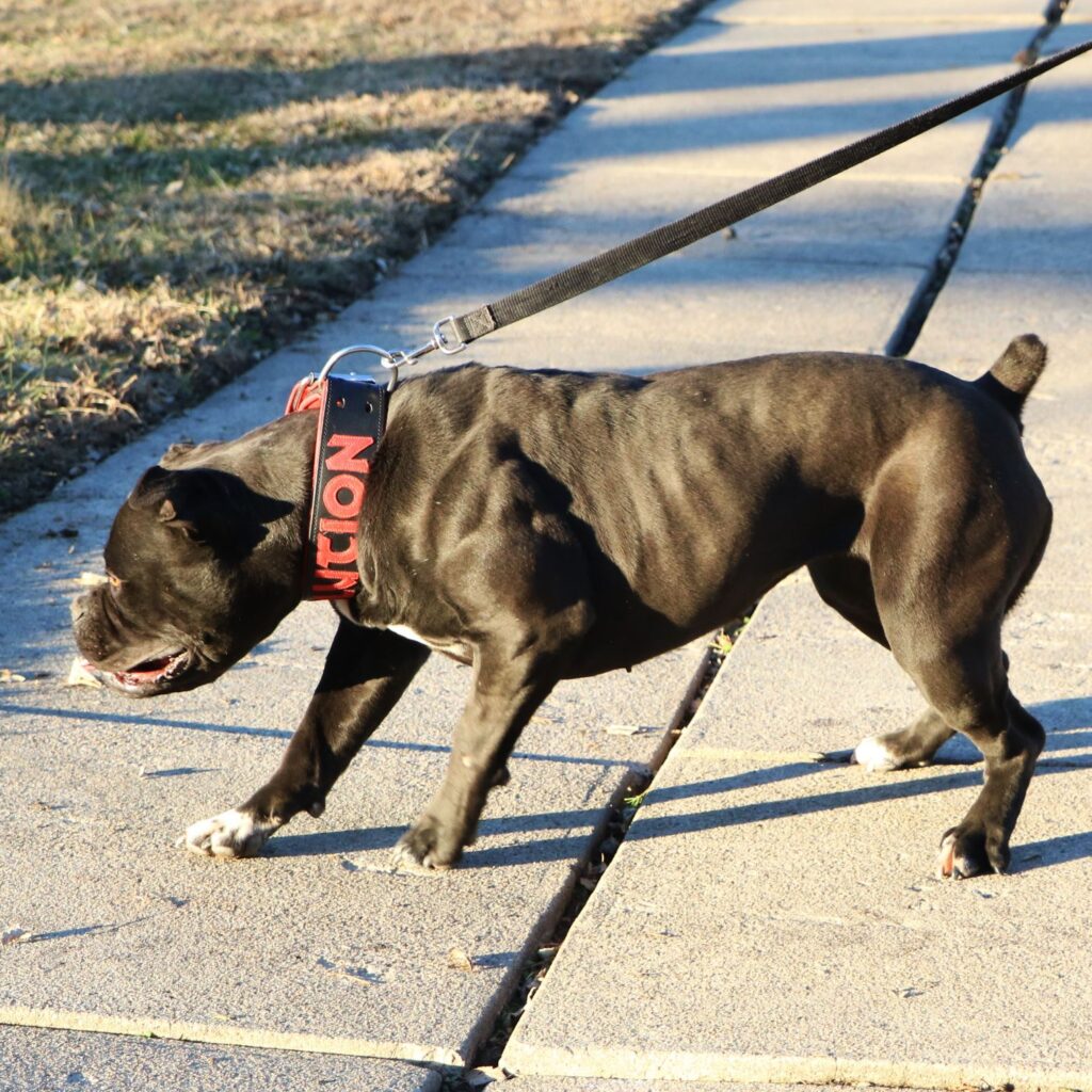 muscular olde english bulldogge bitch