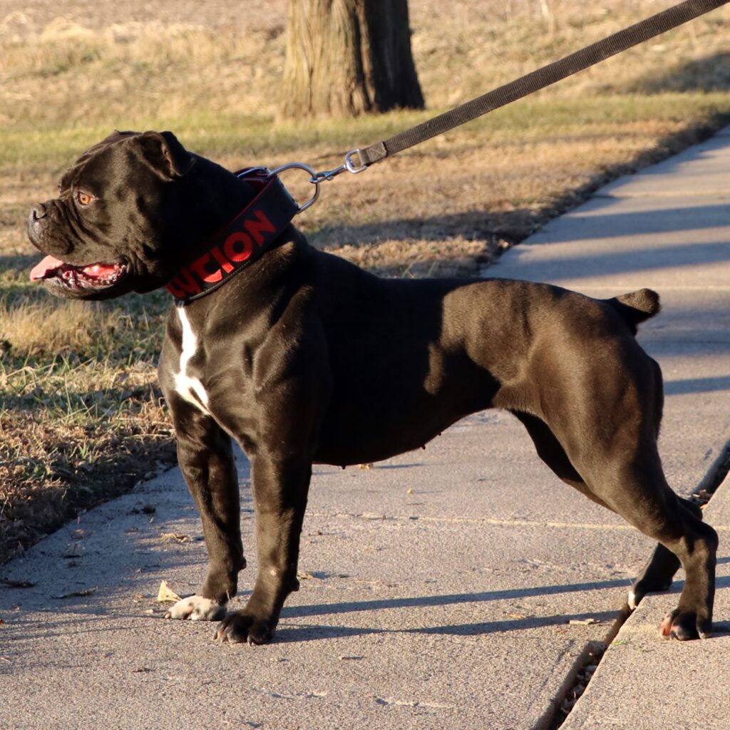 Evolution's Dharma - Black Olde English Bulldogge female