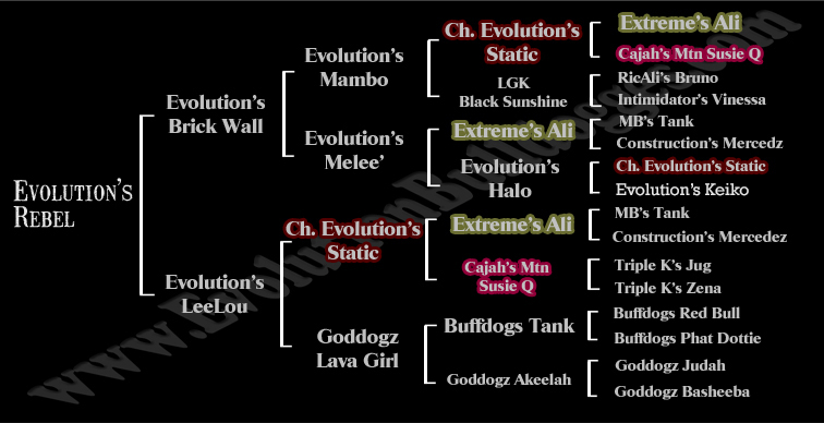 evolution's rebel pedigree
