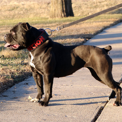 Olde English Bulldogge Dams