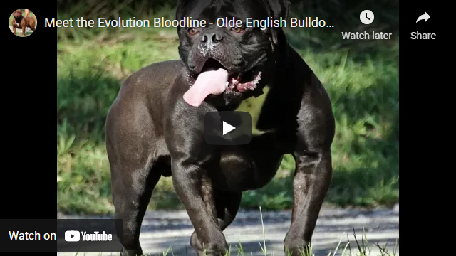 Olde English Bulldogge video - Meet the Evolution Bulldogge Bloodline