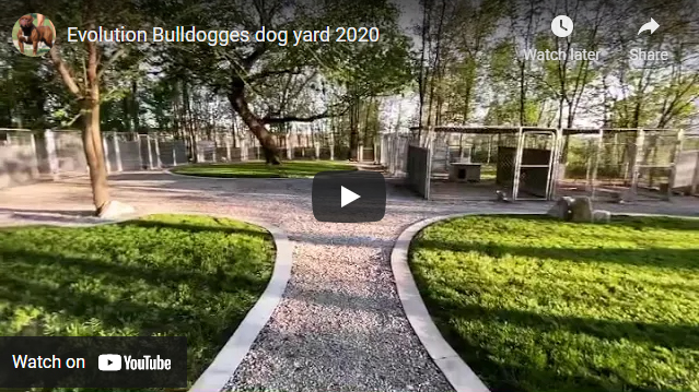 Evolution Bulldogges Dog Yard Video