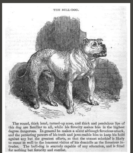 The history of The Bulldog