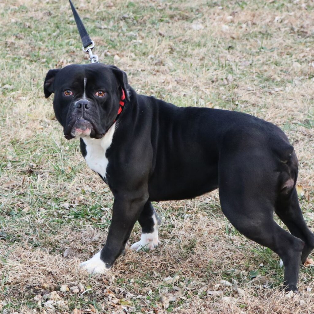 Black Olde English Bulldogge female