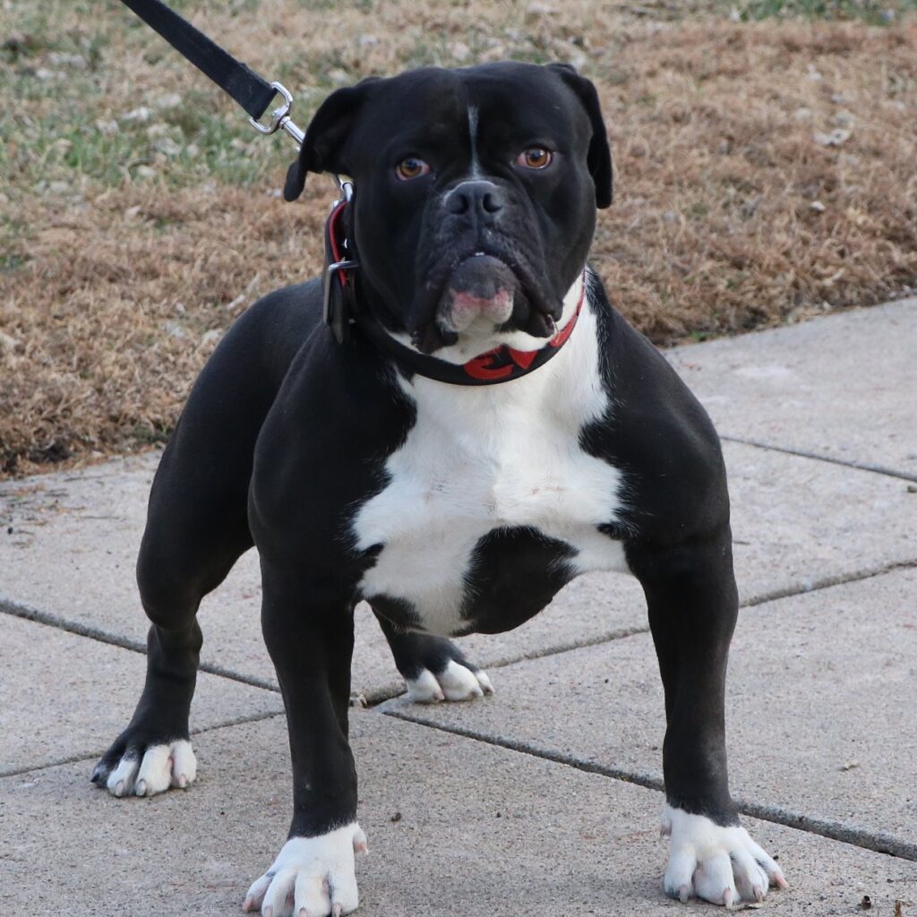 Thick female Olde English Bulldogge