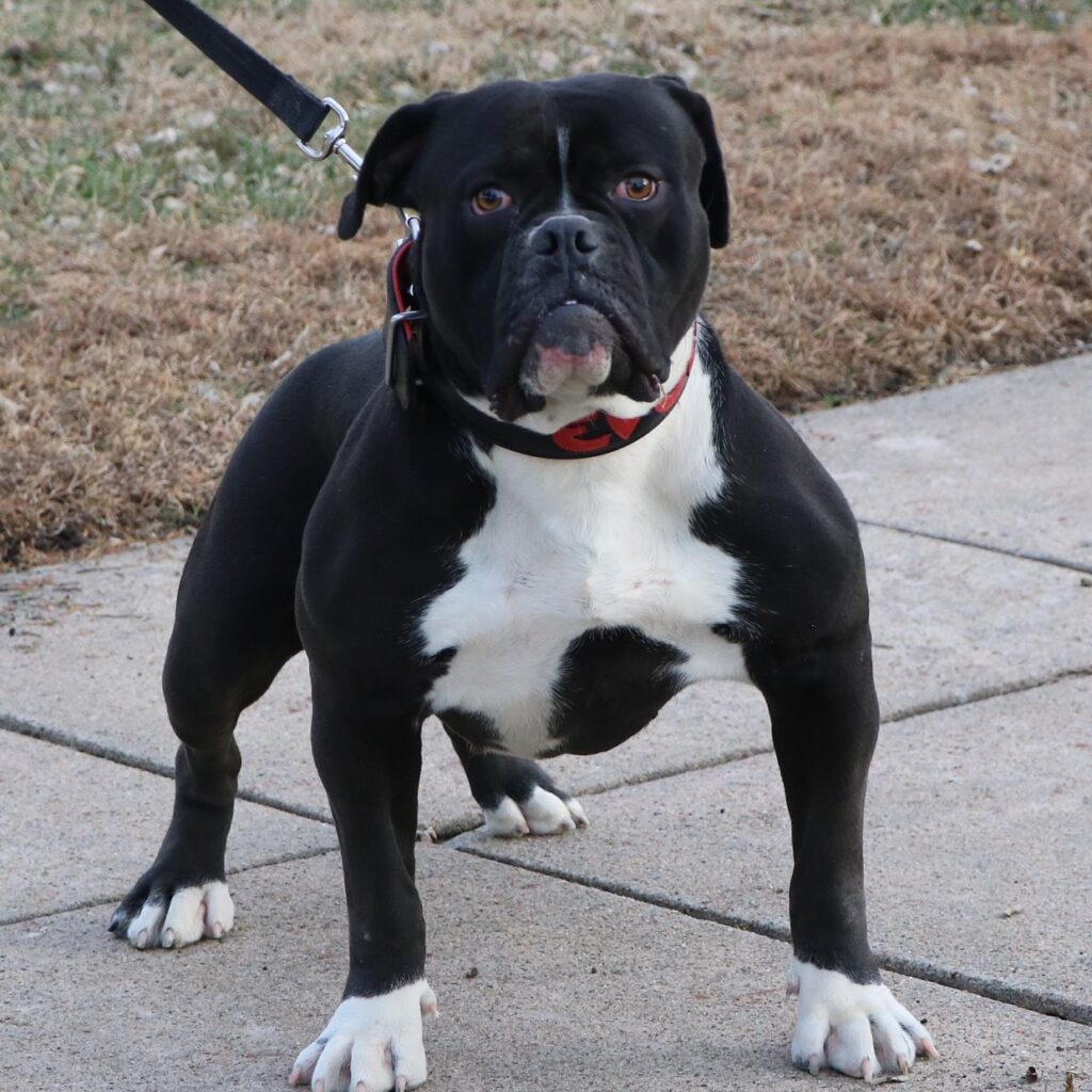 Thick female Olde English Bulldogge 