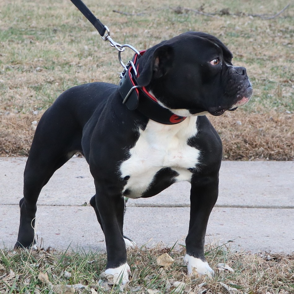 Black and white Olde Bulldogge dam