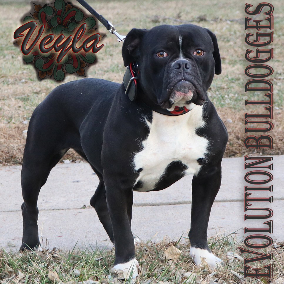 Black Olde English Bulldogge dam