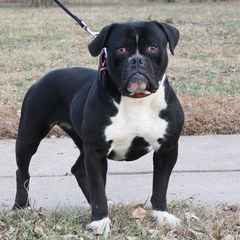 Evolution Bulldogges Veyla front picture