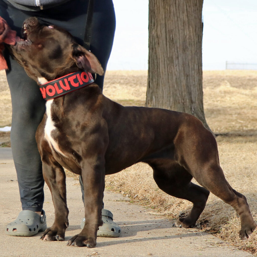 Evolution olde english sales bulldogge