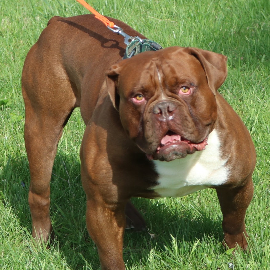 Beautiful Olde English Bulldogge stud