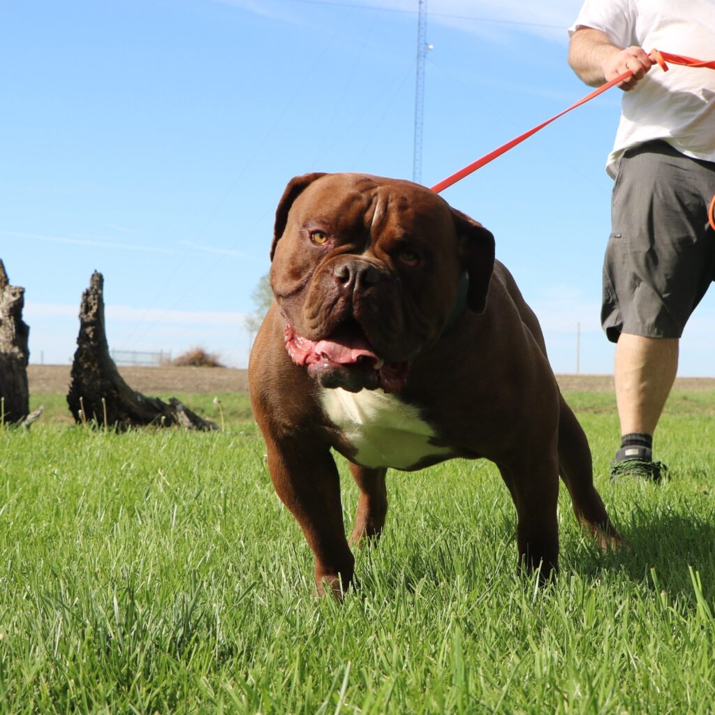 Big head olde english bulldogge stud