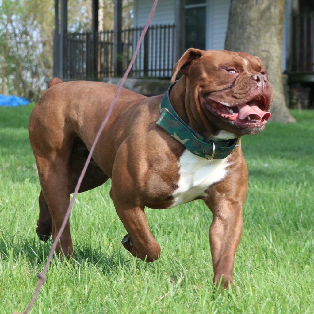 Happy Olde English Bulldogge