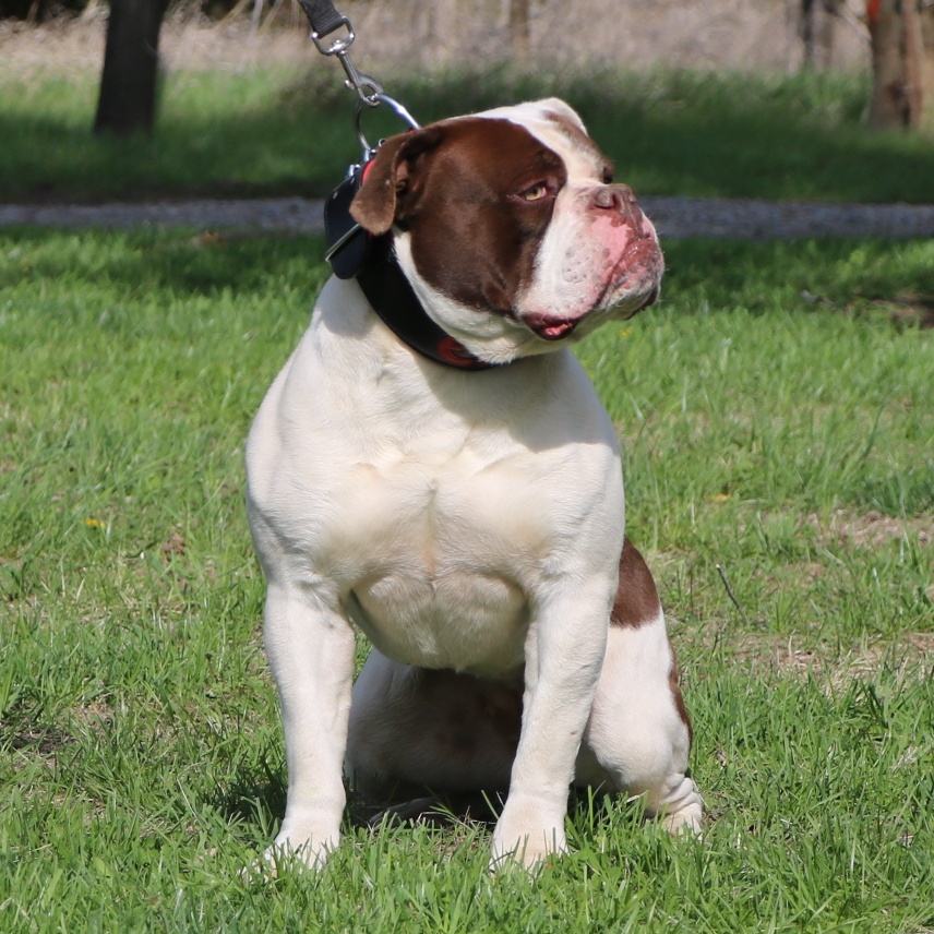 Classic Bulldog head on Olde English Bulldogge