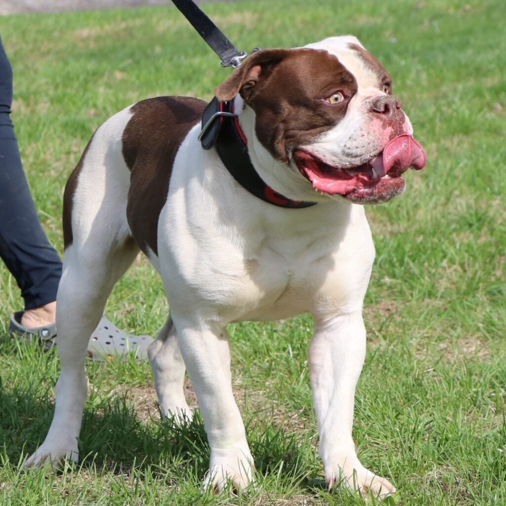 Athletic Olde Bulldogge
