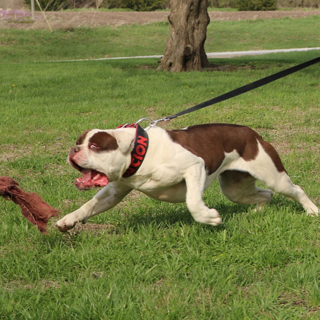 working bulldogge with flirt pole
