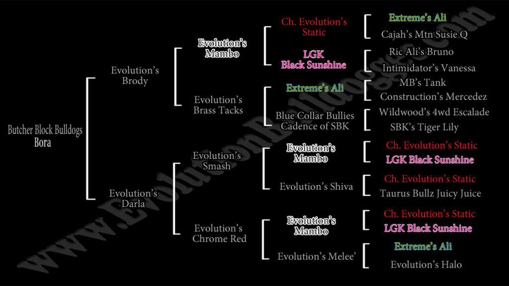 Butcher Block's Bora pedigree