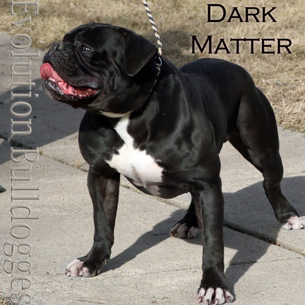 Black Olde English Bulldogge Stud